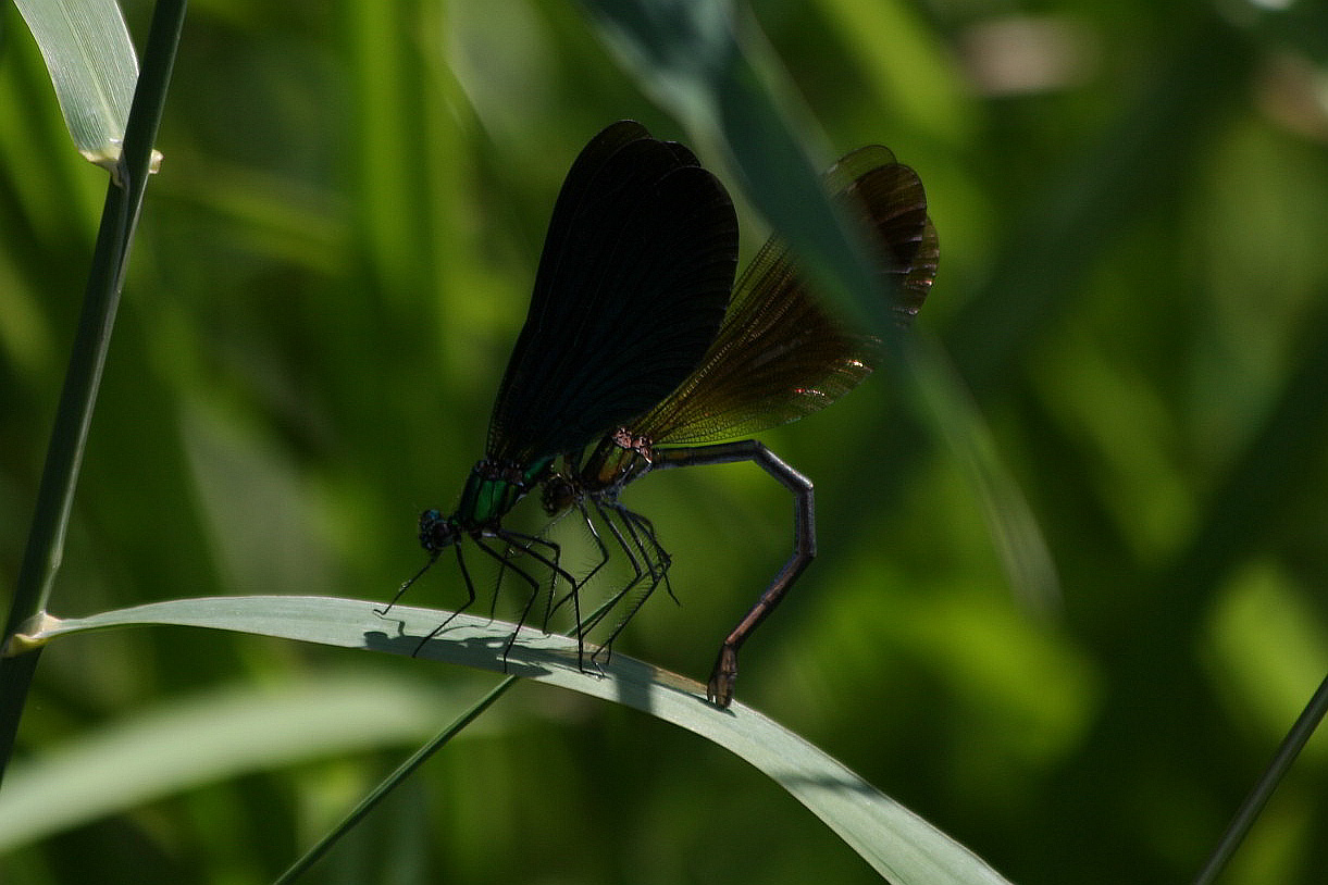 Accoppiamento Calopterix virgo - sequenza